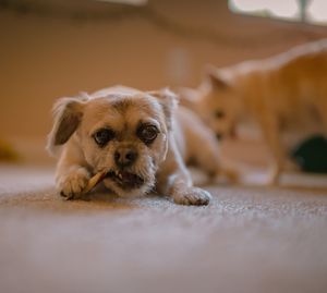 Close-up portrait of dog