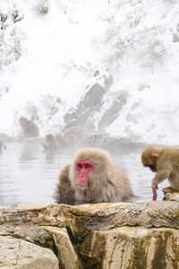 Snow monkeys sitting in the hot springs