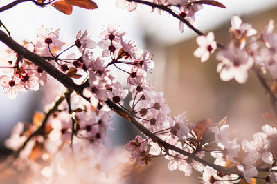 Close-up of cherry blossoms in spring