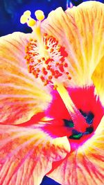 Close-up of yellow hibiscus blooming outdoors