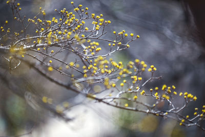 Close-up of flowering plant against tree