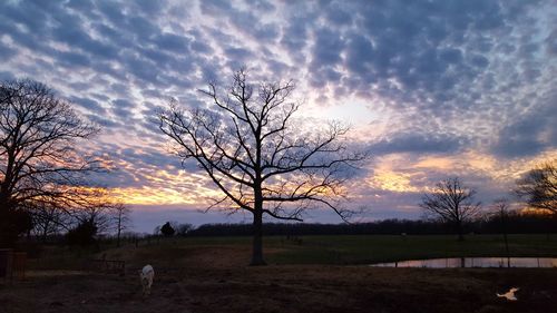 Silhouette trees on landscape against dramatic sky