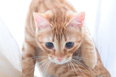 Close-up portrait of kitten