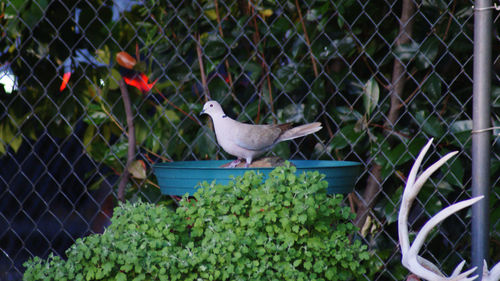 Bird perching on a fence