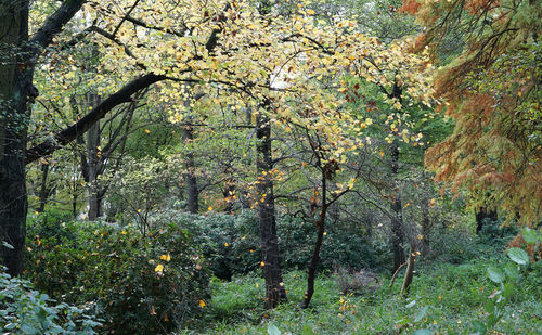 Trees and plants on landscape