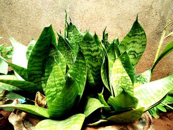 Close-up of fresh green cactus plant