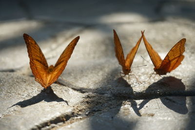 Close-up of dry leaves on wall