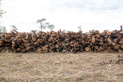 Stack of logs on field in forest against sky