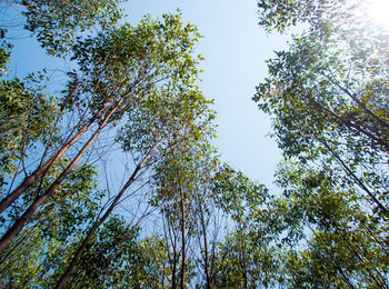 Low angle view of trees against sky