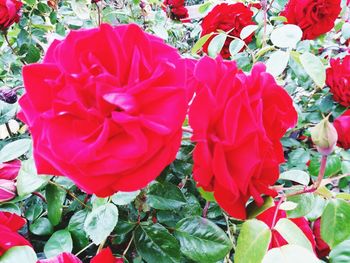 Close-up of pink roses