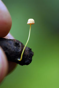 Close-up of hand holding plant