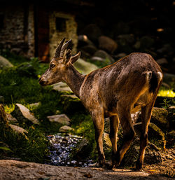 Deer standing on field