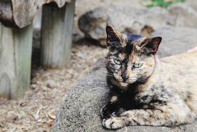 Portrait of cat sitting outdoors