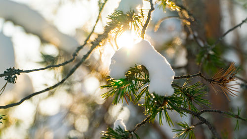 Close-up of snow on pine tree