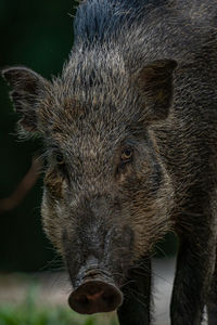 Close-up of pig