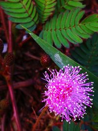 High angle view of pink flowering plant