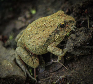 Close-up of frog on rock