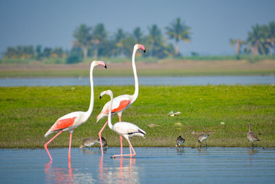 Bird on a lake