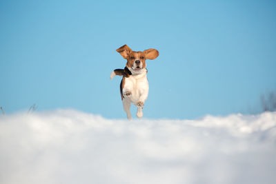 Portrait of a dog against blue sky