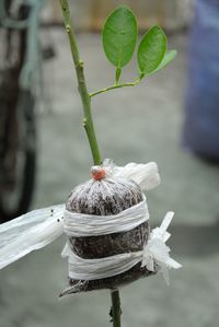 Close-up of plant against blurred background