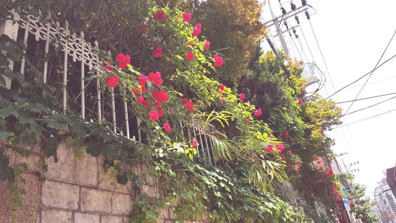 flower, growth, plant, freshness, building exterior, low angle view, red, built structure, architecture, nature, growing, fragility, leaf, clear sky, day, tree, wall - building feature, outdoors, no people, beauty in nature