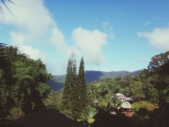 Panoramic view of trees in forest against sky