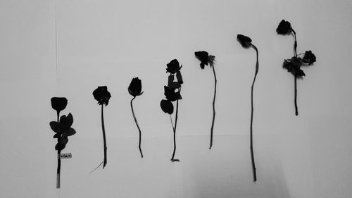Close-up of silhouette plants against white background