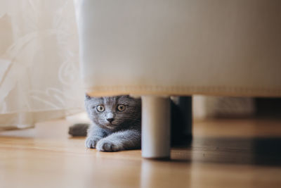 Portrait of cat on table