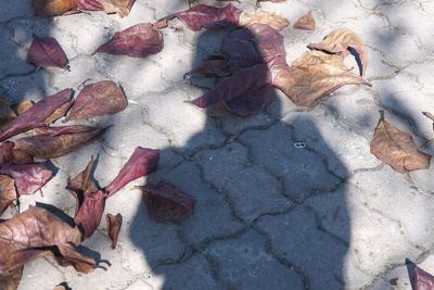 Close-up of maple leaf on ground