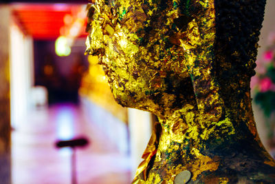 Close-up of tree trunk