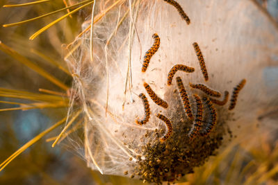 Caterpillars and larvae on the needles of a fir tree