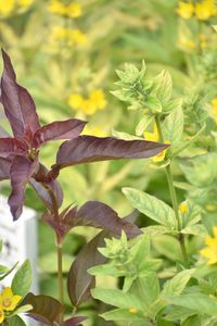 Close-up of flowering plant leaves