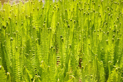 Full frame shot of plants growing on field