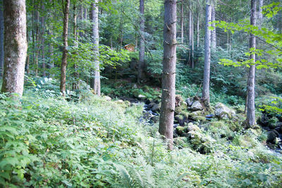 Trees in forest