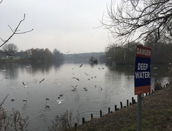 Birds by trees against sky