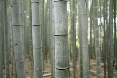 Close-up of bamboo on tree trunk in forest