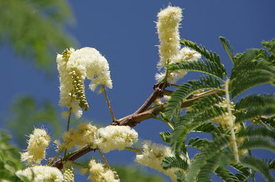 Close-up of blue flowers