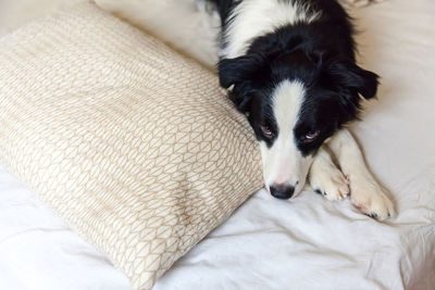 High angle view of dog resting on bed