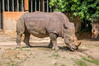 Side view of elephant in zoo