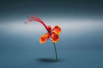 Close-up of red flowering plant against orange background