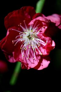 Close-up of pink rose flower against black background