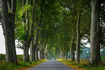 Road amidst trees in forest