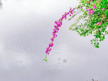 Close-up of pink flowers