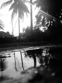 Reflection of palm trees in lake