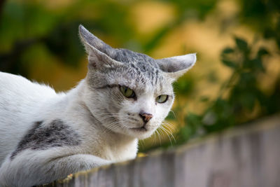 Close-up of a cat looking away