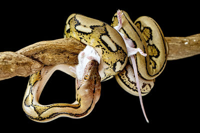 Close-up of snake against black background