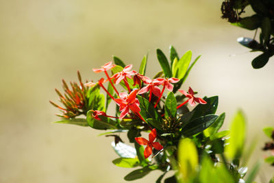 Close-up of red flowering plant