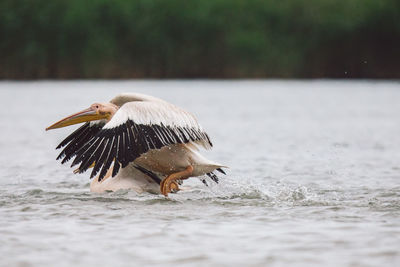 Side view of a bird flying over water