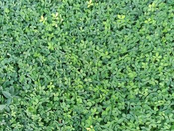 Full frame shot of plants