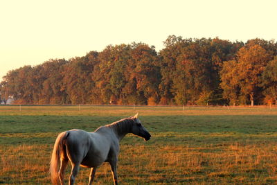 Horse standing in a field